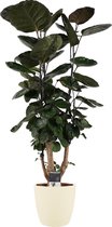 Hellogreen Kamerplant - Polyscias Fabian Vertakt - 100 cm - Elho Brussels soap