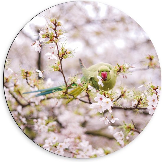 Dibond Wandcirkel - Groene Vogel tussen de Bloesem - 60x60cm Foto op Aluminium Wandcirkel (met ophangsysteem)