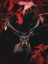 Red Forest Deer - Dibond, 80x100
