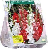 Baltus Gladiolus Peppermint Mix gladiolen bloembollen per 15 stuks