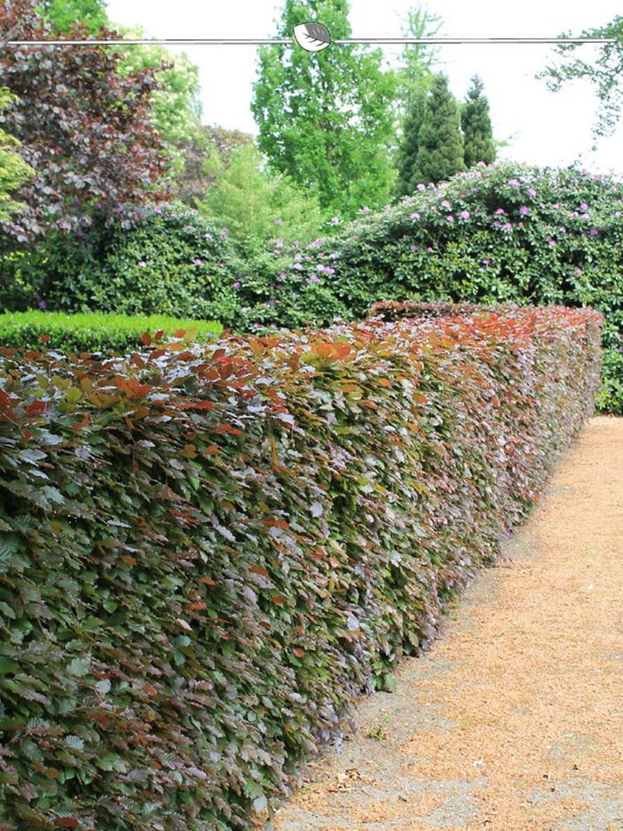 Rode Beuk Fagus sylvatica Atropunicea 60-80 cm Blote wortel, 125x Haagplant