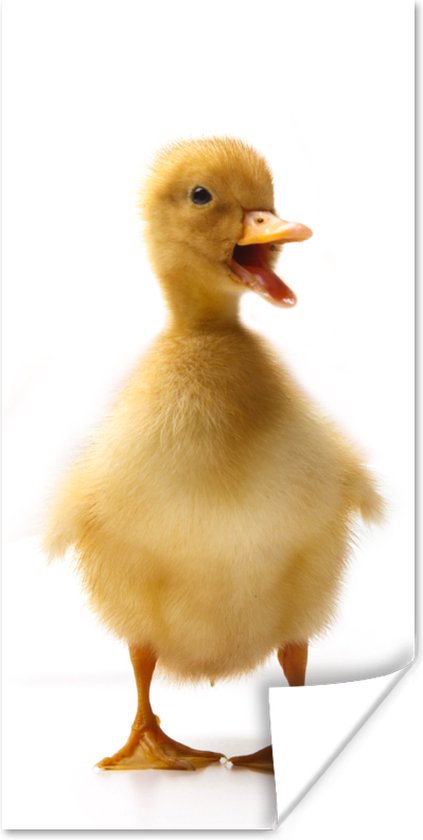 Poster Bébé canard communiquant - 40x80 cm