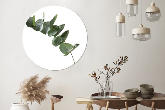 Feuilles D'eucalyptus Sur Fond Blanc