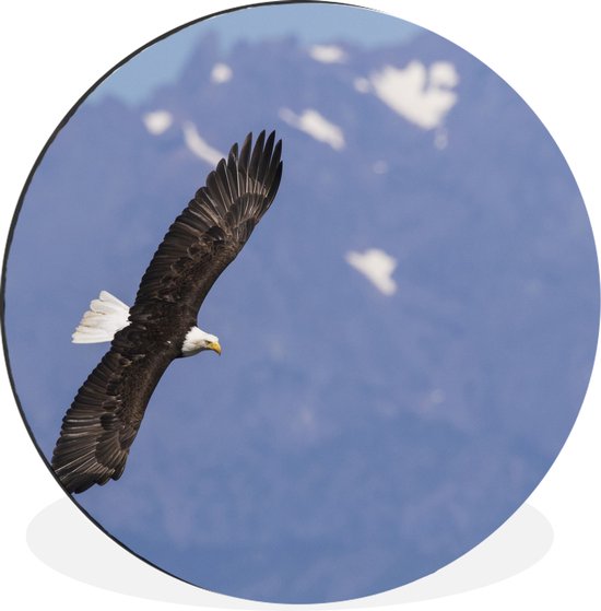 WallCircle - Wandcirkel - Muurcirkel - Amerikaanse zee arend - Adelaar - Vliegende - Vleugels - Vogels - Aluminium - Dibond - ⌀ 60 cm - Binnen en Buiten