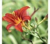 6 x  Hemerocallis 'Sammy Russell' - Daglelie in pot 9 x 9 cm