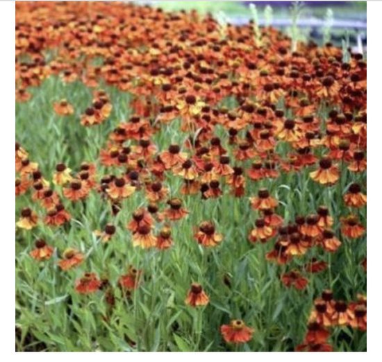 6 x Helenium 'Moerheim Beauty' - ZONNEKRUID - pot 9 x 9 cm