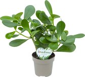 Lovin Green - Clusia Rosea Princess - Ø 12 cm - ↕ Hoogte: 25-35cm – Varkensboom - Kleine kamerplant