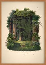 Poster - Botanisch - Bloemen en Planten - Jungle - Vintage - 50 x 70 cm - Lepidocaryum Gracile Sagus Taedigera - Wanddecoratie - Muurdecoratie - Slaapkamer - Woonkamer