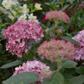 12 x Hydrangea arborescens Ruby Annabelle - Bolhortensia in C3 pot met hoogte 20-40cm