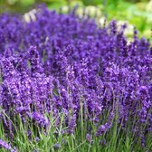 8 x Lavendel Hidcote - Vaste Planten - Tuinplanten Winterhard - Lavandula angustifolia 'Hidcote' in C2 pot met hoogte 10-20cm