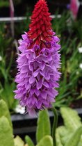 Primula orchidee (Primula viallii) - Oeverplant - 3 losse planten - Om zelf op te potten - Vijverplanten Webshop