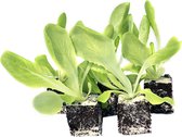 Sla - Kassla planten - serresla - 10 planten - groenteplanten - in blokjes van 4x4 cm
