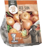 Baltus Uien Red Sun 500 gram per stuks