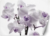 Trend24 - Behang - Orchidee In Bloom - Vliesbehang - Fotobehang - Behang Woonkamer - 150x105 cm - Incl. behanglijm