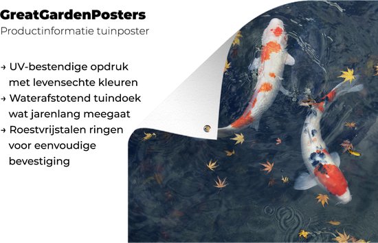 Poster de jardin Deux corsaires koï nageant entre les feuilles - 120x80 cm - Jardin