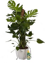 Mama's Planten - Monstera Met Elho Sierpot En Pokon - Vers Van De Kweker - ↨ 120cm - ⌀ 27cm