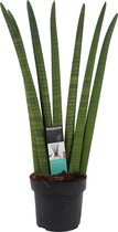 FloriaFor - Sansevieria Cylindrica - - ↨ 60cm - ⌀ 17cm