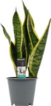 FloriaFor - Sansevieria Superba - - ↨ 35cm - ⌀ 12cm