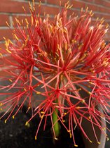 3 x Scadoxus | multiflorus