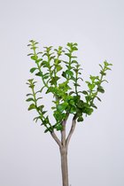 Kunsttak - Eucalyptus - topkwaliteit decoratie - 2 stuks - zijden bladeren - Groen - 28 cm hoog