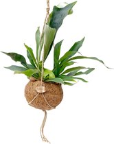 FloriaFor - Kokodama Platycerium - - ↨ 35cm - ⌀ 17cm