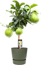 FloriaFor - Musa Dwarf Cavendish In ELHO Sierpot Vibes Fold Round (zijdewit) - - ↨ 80cm - ⌀ 22cm