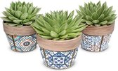 FloriaFor - Trio Echeveria Miranda In Marrakesh Keramiek - - ↨ 20cm - ⌀ 15cm