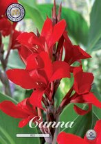 3 x Canna | Red