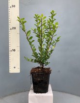 10 Meter - 70 Stuks - Ilex crenata - Caroline Upright - 25cm hoog - Haag - Heg - Buxus vervanger - Alternatief - Geen Buxusmot - Beukenhaag - Hulst - Japanse Hulst - Bollen