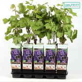 Fruitplanten - 4 Druivenplanten / Struiken -Blauwe Druif - Vitis Vinifera - 4 Planten - Pot ⌀10.5cm - Hoogte ↕ 25 - 35cm - Zelfbestuivend en Winterhard - Het hele jaar te planten