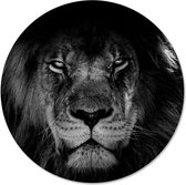 Muurcirkel leeuw 30cm forex zwart-wit