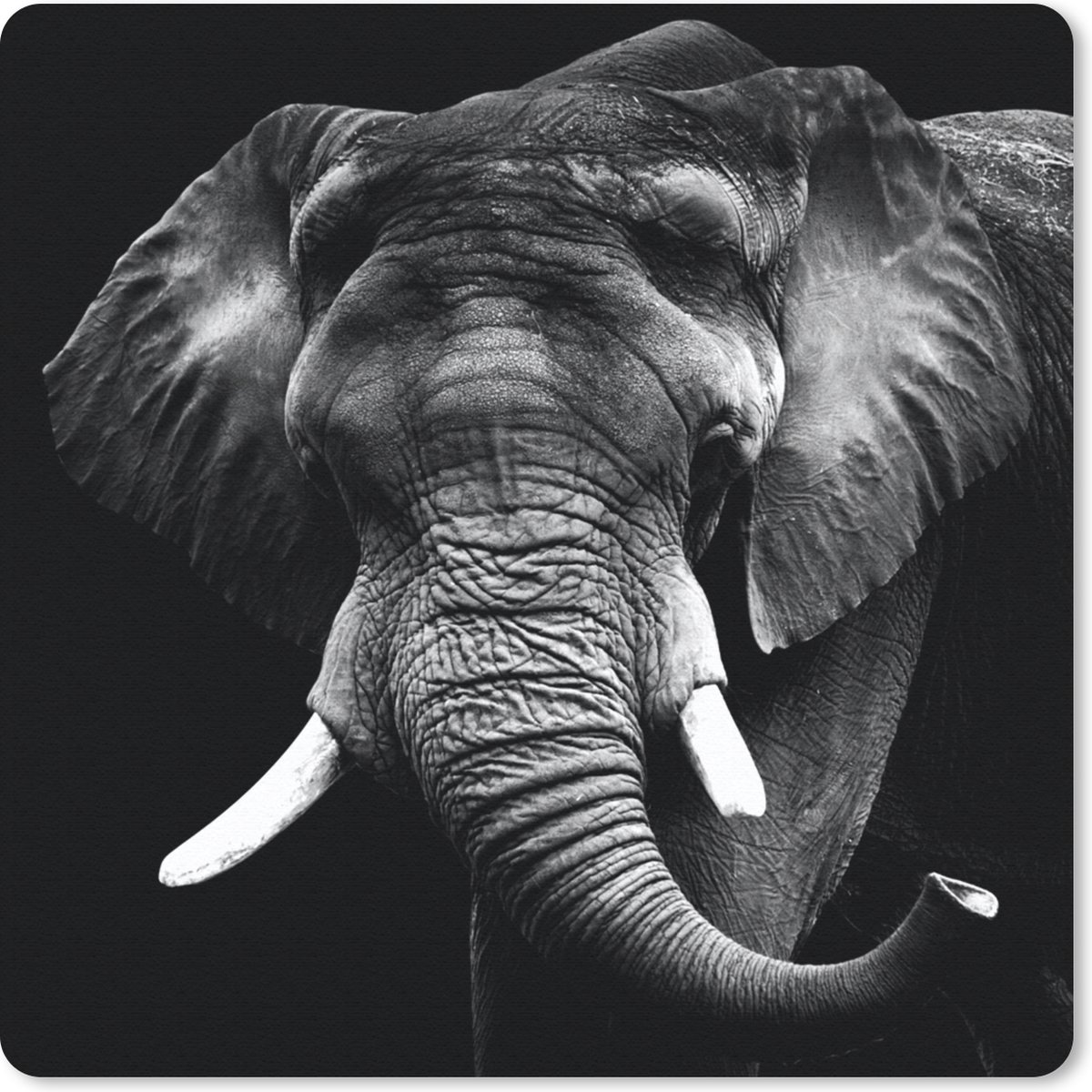 Muismat 30x30 cm - Mousepad Olifant - Tanden - Zwart - Wit - Muismatten