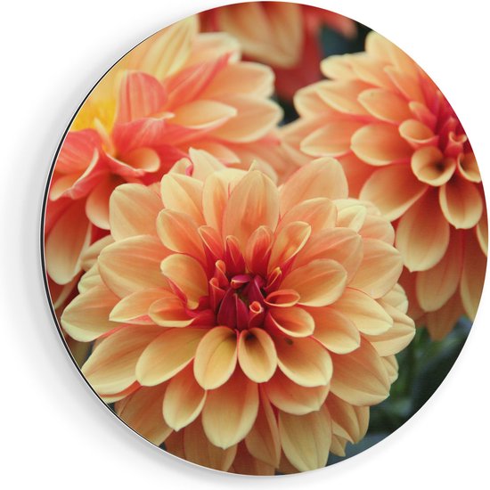 Artaza Dibond Muurcirkel Oranje Dahlia Bloemen  - Ø 60 cm - Wandcirkel - Rond Schilderij - Voor Binnen en Buiten