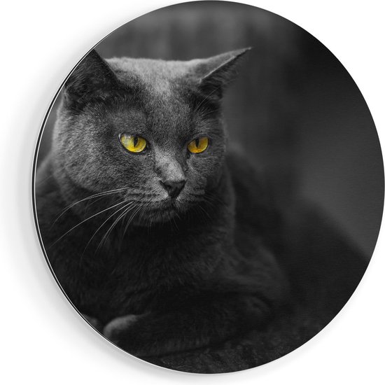 Artaza Dibond Muurcirkel - Zwarte Kat Met Gele Ogen - Ø 90 cm - Groot - Wandcirkel - Rond Schilderij - Voor Binnen en Buiten