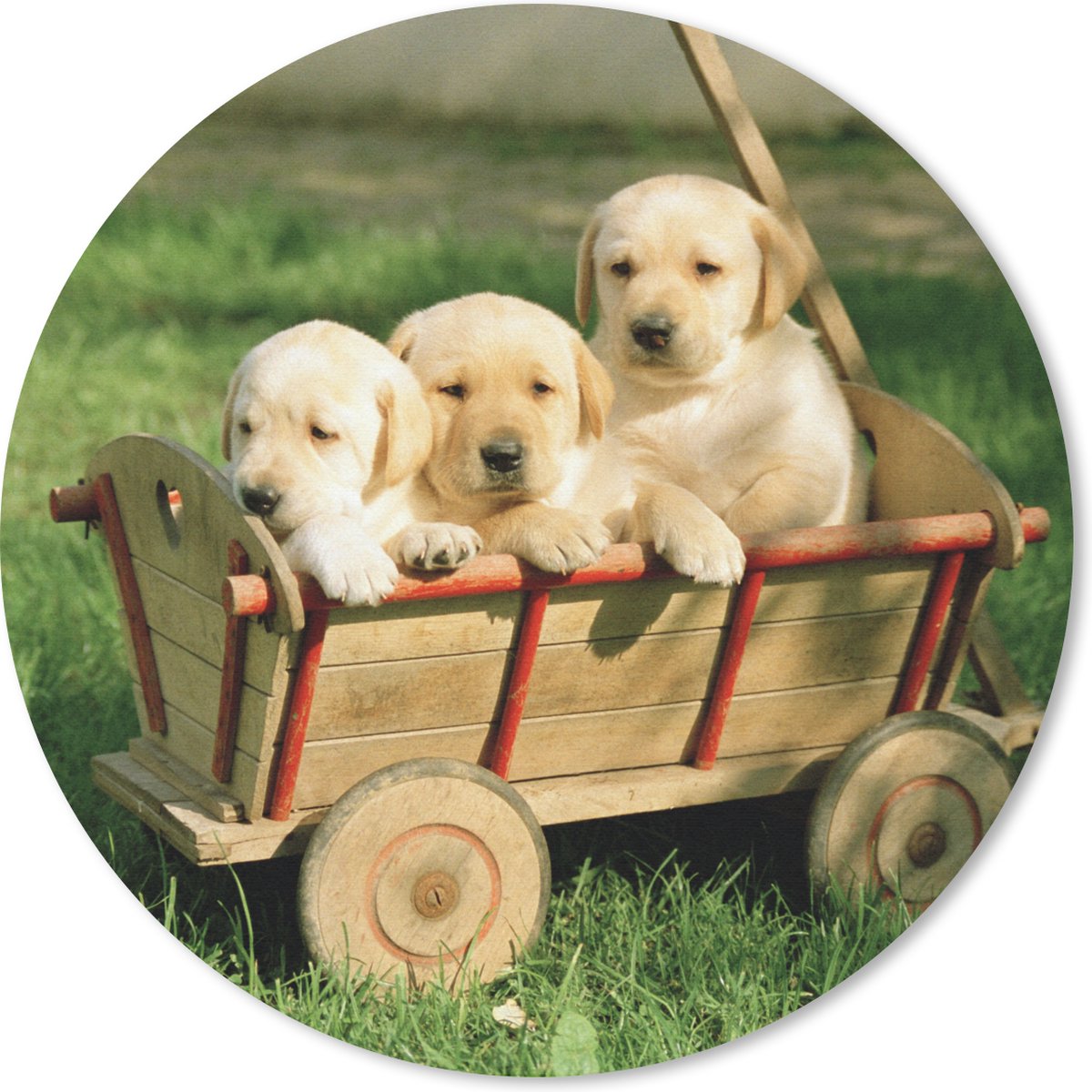 Muismat - Mousepad - Rond - Drie schattige Golden Retriever puppy's in een kar - 20x20 cm - Ronde muismat