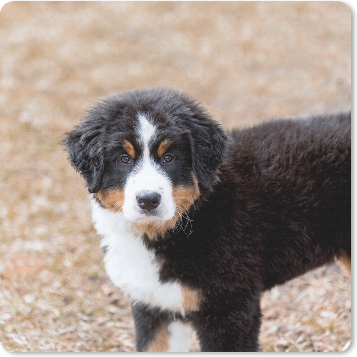 Muismat 20x20 cm - Mousepad Berner Sennenhond puppy in de ochtend - Muismatten
