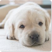 Muismat - Mousepad - Een close-up van een vermoeide Labrador puppy - 30x30 cm - Muismatten