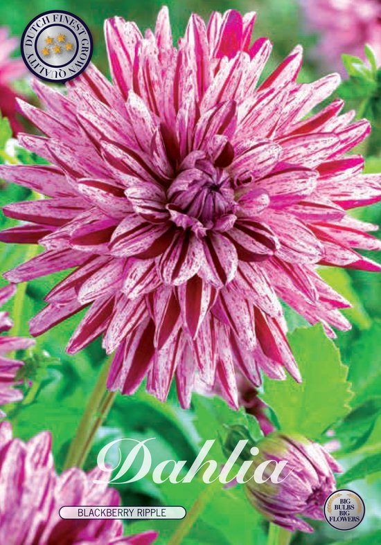 3 x Dahlia | Blackberry Ripple | bol.com