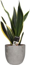 Mama's Planten -   Sansevieria Night Shade In Mica Sierpot Jimmy (lichtgrijs) - Vers Van De Kweker - ↨ 55cm - ⌀ 18cm