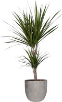 FloriaFor - Dracaena Marginata' In Mica Sierpot Jimmy (lichtgrijs) - - ↨ 65cm - ⌀ 18cm