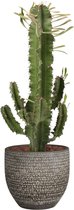 FloriaFor  - Euphorbia Eritrea In Mica Sierpot Carrie (donkergrijs) - Vers Van De Kweker - ↨ 55cm - ⌀ 18cm