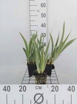 6 x Iris pum 'Bright white' - Zwaardlelie in pot 9 x 9 cm