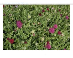 6 x Knautia macedonica - BEEMDKROON - pot 9 x 9 cm