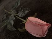 Roze roos in knop 65cm | Valentijnsdag | Zijde