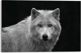Glasschilderij Dieren Witte wolf 80x120 cm Plexiglas - Reinders