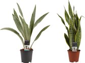 Sansevieria Combi - Aubrytniana Metallica - Sansevieria Laurentii XL ↨ 55cm - 2 stuks - hoge kwaliteit planten