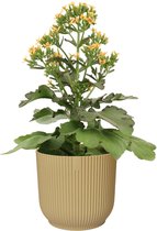 Kalanchoë Femini (Orange) in ELHO Vibes Fold sierpot (botergeel) ↨ 50cm - planten - binnenplanten - buitenplanten - tuinplanten - potplanten - hangplanten - plantenbak - bomen - plantenspuit