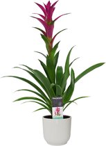 Decorum Guzmania Alerta in ELHO ® Vibes Fold Rond (zijde wit) ↨ 60cm - planten - binnenplanten - buitenplanten - tuinplanten - potplanten - hangplanten - plantenbak - bomen - plant