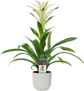 Decorum Guzmania Mara in ELHO ® Vibes Fold Rond (zijde wit) ↨ 60cm - planten - binnenplanten - buitenplanten - tuinplanten - potplanten - hangplanten - plantenbak - bomen - planten