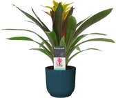 Decorum Guzmania Fancy in ELHO ® Vibes Fold Rond (diepblauw) ↨ 40cm - planten - binnenplanten - buitenplanten - tuinplanten - potplanten - hangplanten - plantenbak - bomen - plante